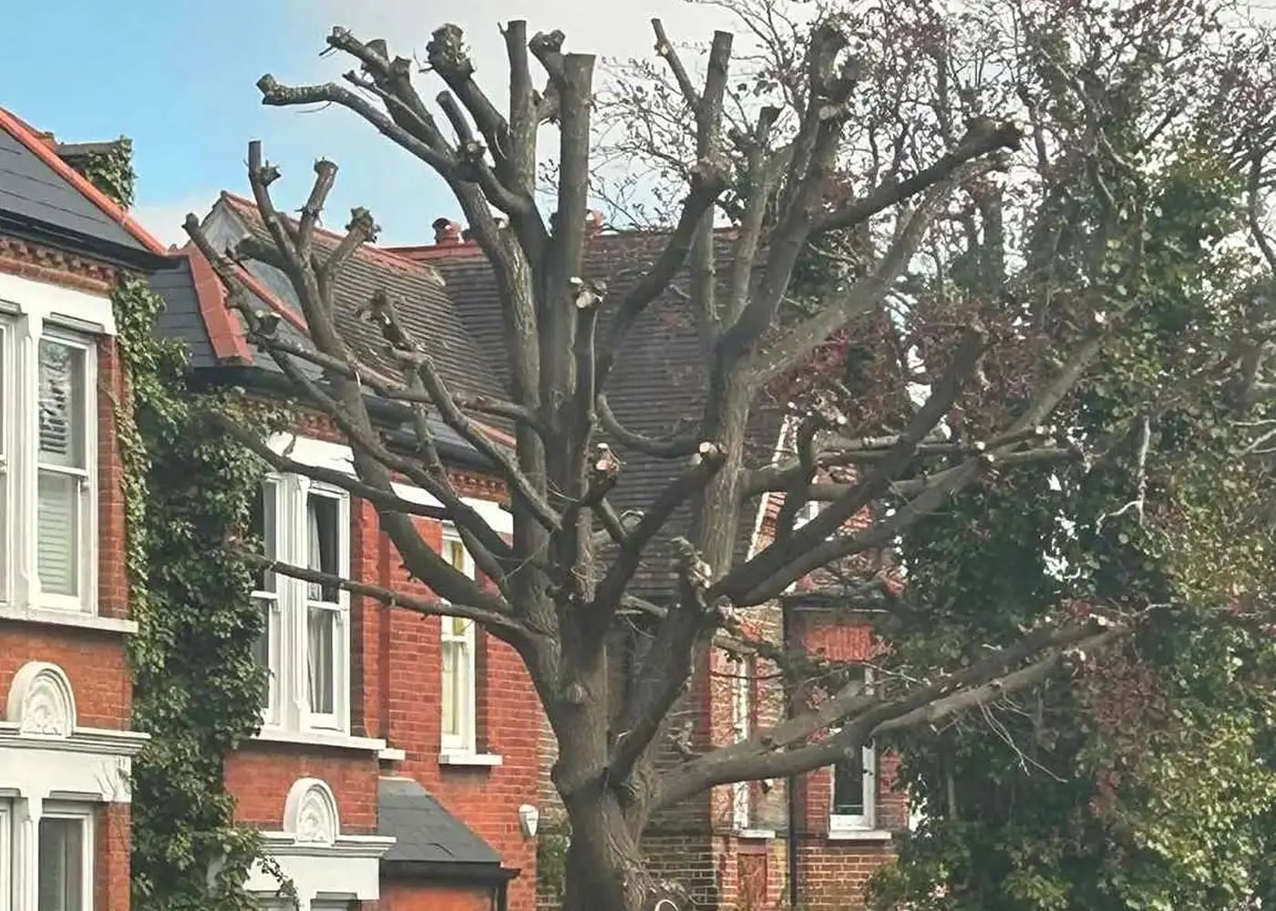 Tree Surgery Cobham