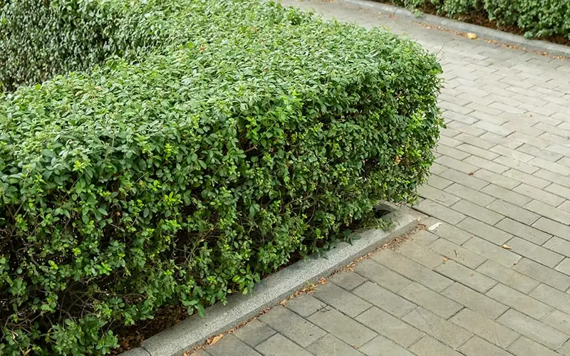 Hedge cutting and maintenance
