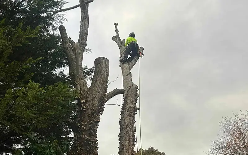 Tree removal and felling by JRS Group Ltd