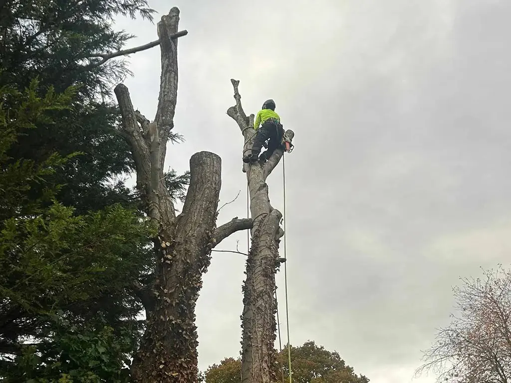 Tree Surgery services by JRS Group Ltd in Surrey & South London